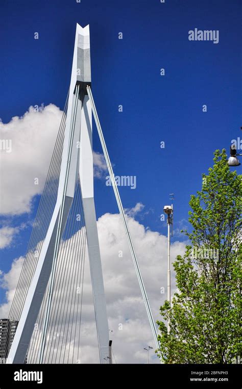 The Erasmus Bridge in Rotterdam Stock Photo - Alamy