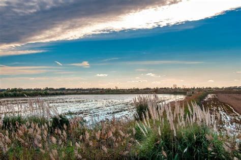 How To Visit the Camargue National Park, France (2025)