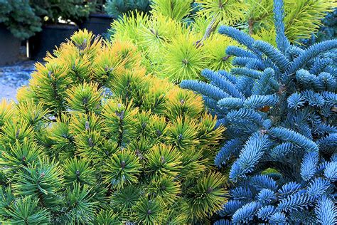 Dwarf conifers: Colorful ‘bones’ of the winter garden | HeraldNet.com