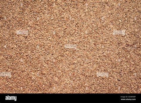 Meadow bluegrass seeds background Stock Photo - Alamy