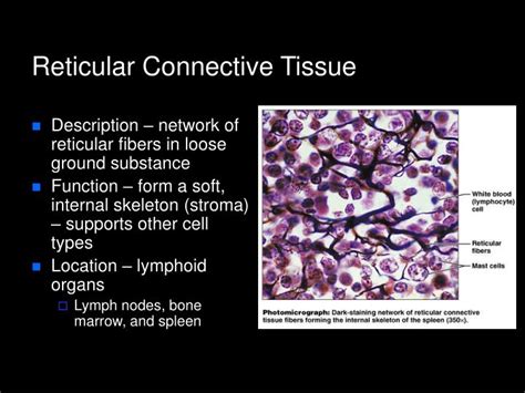 Reticular Connective Tissue Labeled