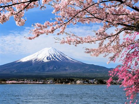 Japanese Cherry Blossom: 12 Unusual Things You Should Know | atelier ...