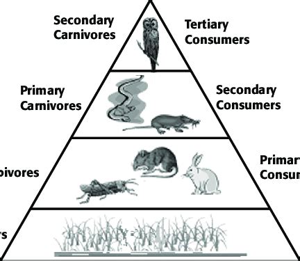 Ecological Pyramid; source:... | Download Scientific Diagram