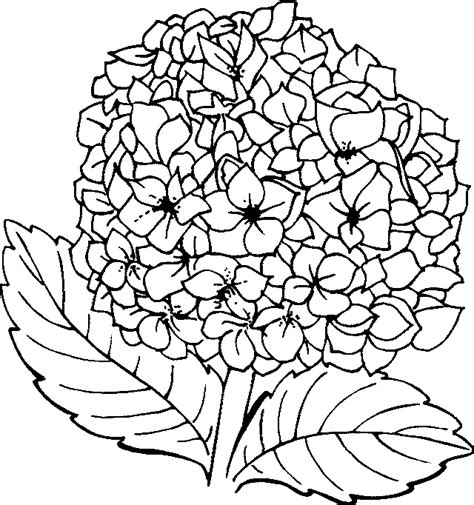 Hydrangea Flower Coloring Pages for Girls - Coloring Pages