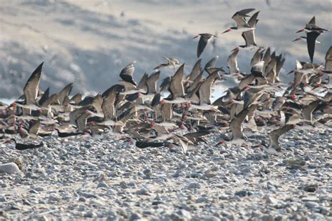 Black Skimmer Flying in the Sky Stock Image - Image of birdwatching ...