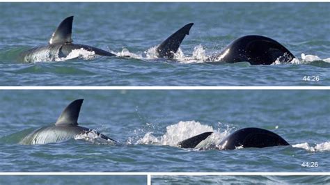 Single Orca devouring Great White Shark in 2 minutes shocks scientists