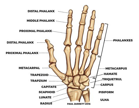 Bones Of the Hand Labeled Unique Hand and Wrist Anatomy in 2020 | Hand anatomy, Wrist anatomy ...