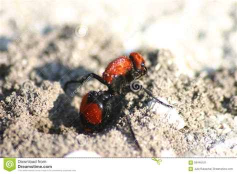 Red Velvet (Cow Killer) Wasp Stock Image - Image of meadow, wasp: 58446101