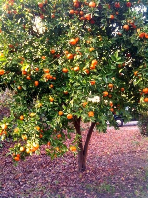 Dwarf Mandarin Orange Tree citrus Reticulata Ornamental Fruiting patio ...