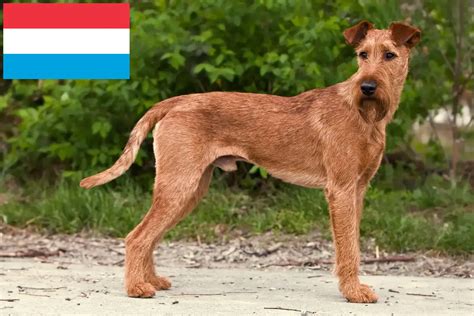 Irish Terrier breeders and puppies in Luxembourg - Dogweb.co.uk