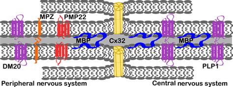 Myelin proteins schematic. The role of myelin basic protein (MBP) in... | Download Scientific ...