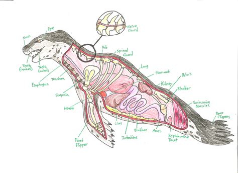 Leopard Seal Anatomy by AutumnDragon1172 on DeviantArt