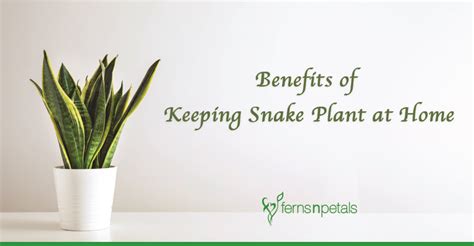 Snake Plant Benefits In Bedroom Feng Shui | www.cintronbeveragegroup.com