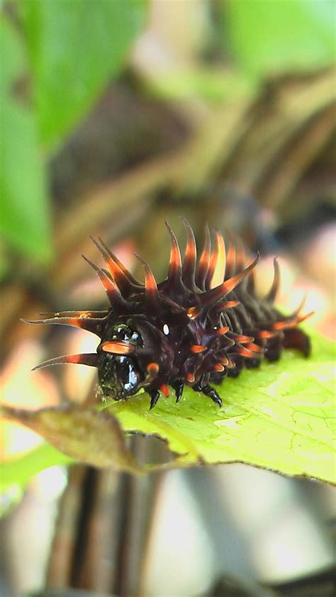 Cairns Birdwing Butterfly Caterpillar by ButterflyPresence on DeviantArt