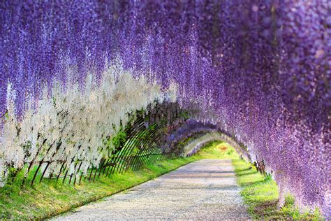 Wisteria Tunnel of Kitakyushu – Unusual Places