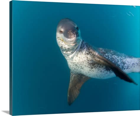 Leopard Seal South Shetland Islands Wall Art, Canvas Prints, Framed ...