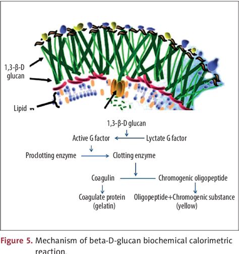 [PDF] Utility of Intraocular Fluid β-D-glucan Testing in Fungal Endophthalmitis: A Series of 5 ...