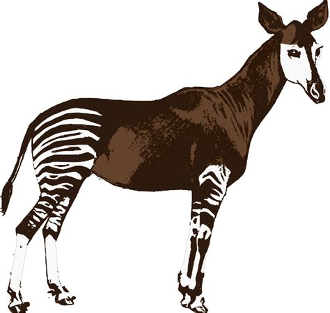 Okapi - Openclipart