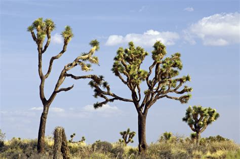 Joshua Trees - Joshua Tree National Park (U.S. National Park Service)