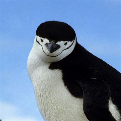 Antarctic penguins catch new strain of bird flu