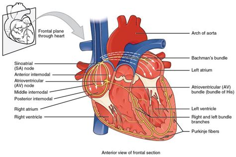 Overview of Sinoatrial and Atrioventricular Heart Nodes