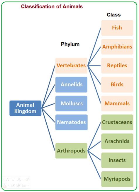 Classification Of Animal Kingdom By Phylum