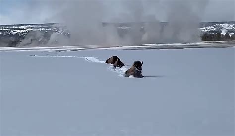 Watch Bison at Yellowstone Trudge Through Deep Snow Just Like You