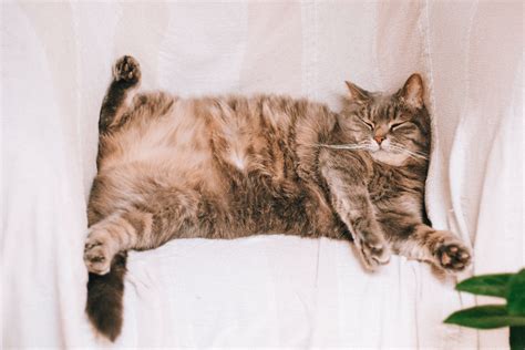 8 Tips for Helping Your Cat Lose Weight - Elarnal