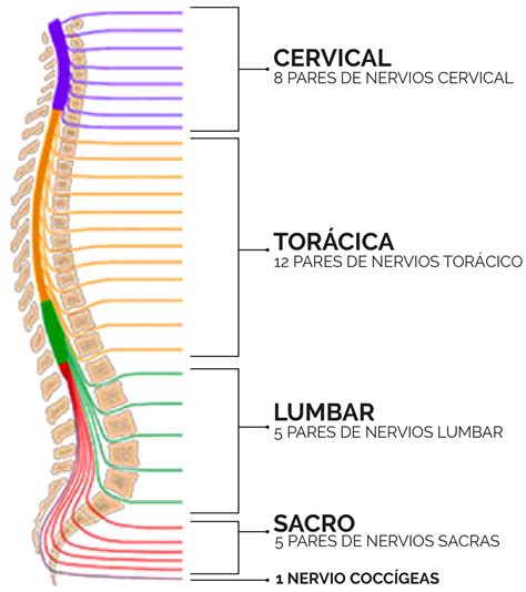 Otros nervios partes del SNP