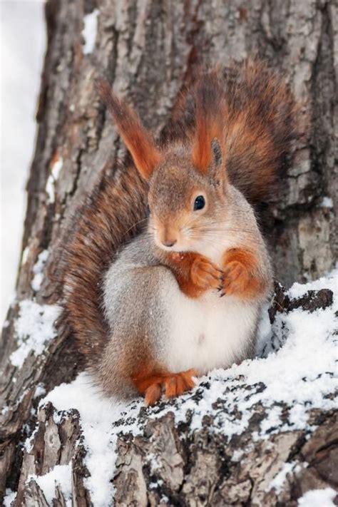 **Red Squirrel in the Snow** | Animals beautiful, Cute squirrel, Animals