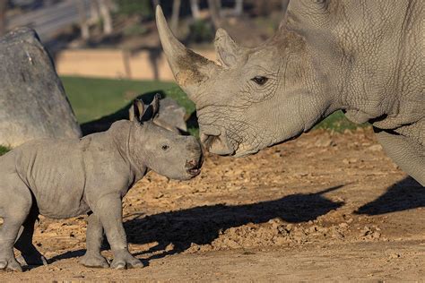 Baby Rhino Born at San Diego Zoo Safari Park Ahead of World Rhino Day