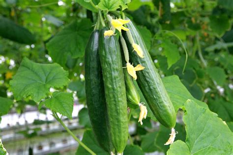 Feeding cucumber plants: when and how often - Plantura