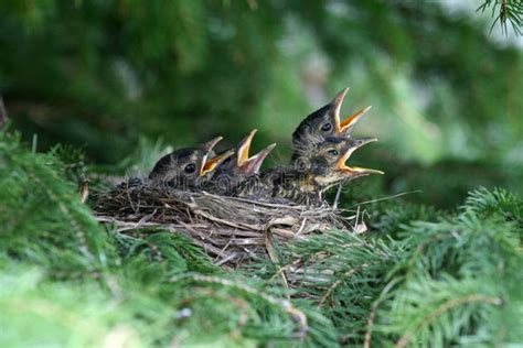 American Robin Eggs stock photo. Image of spots, wildlife - 22933510