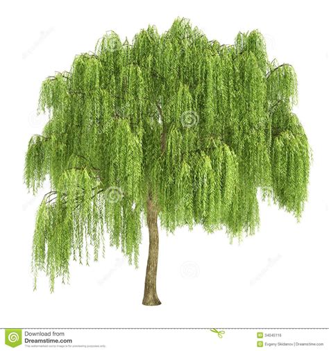 Weeping Willow Tree Drawing at GetDrawings | Free download