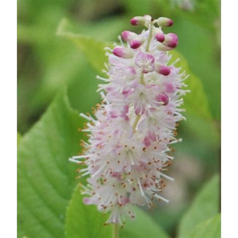 Clethra alnifolia 'Pink Spire' (Sweet Pepper Bush)