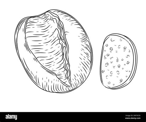 Fresh tasty white bread hand drawn style vector illustration isolated on white background Stock ...