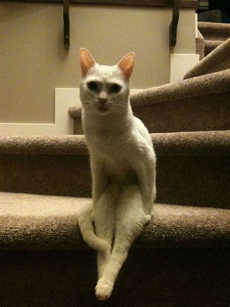 Cats awkwardly sitting like humans