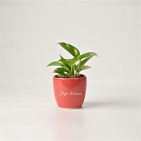 Money Plant – Jaya Kishori Merchandise