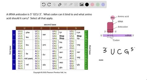 SOLVED: A tRNA anticodon is 5ʹ GCU 3ʹ. What codon can it bind to and ...