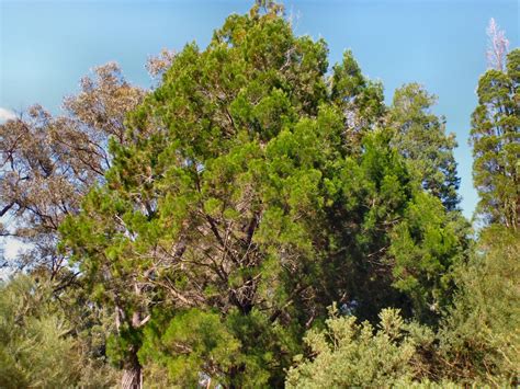 Callitris columellaris – White Cypress-pine | Gardening With Angus