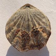 Category:Maastrichtian fossils - Wikimedia Commons