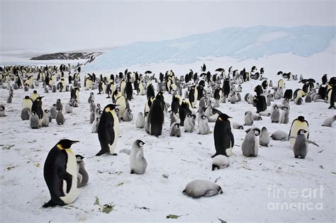 Emperor Penguin Colony, Antarctica Photograph by Greg Dimijian - Pixels