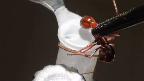 Ant Venom Includes More than One Pain-Produci | EurekAlert!