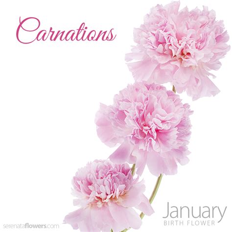 January Birth Flower - Carnations