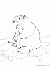 Gopher Coloring Page At GetColoringscom  Free Printable Colorings sketch template