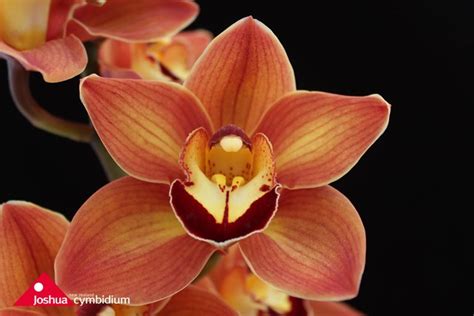 Cymbidium varieties – Joshua Cymbidium