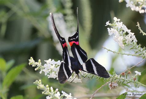 Panama Wildlife