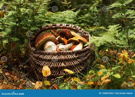 Edible Autumn Mushrooms in a Basket in Estonia Stock Photo - Image of ...