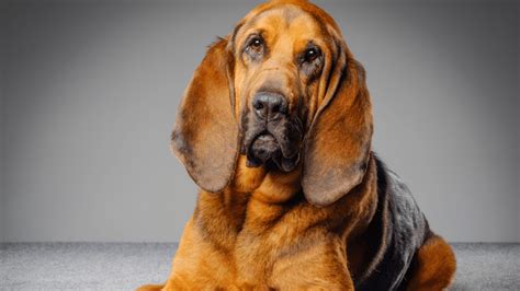 Mastiff Bloodhound Mix: The Complete Mixed Breed Guide