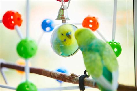 Are Mirrors Bad For Budgies? What You Need To Know! - Psittacology